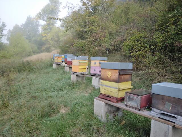 rando passion chez les abeilles