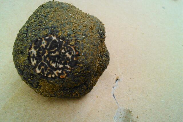 Découverte de la truffe