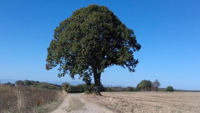 Les coteaux de Gillonnay