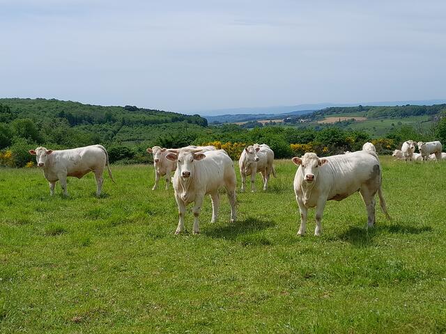 Le Bois de Côte Lune