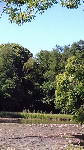 Dans les bois des Avenières