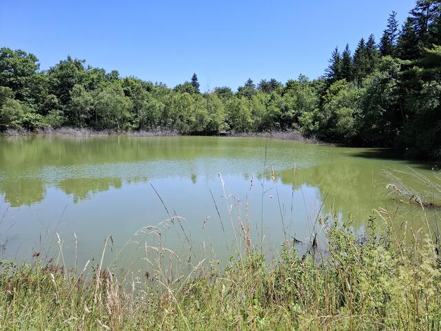 Roybon étang Fouaty