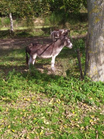 ballades wallabies