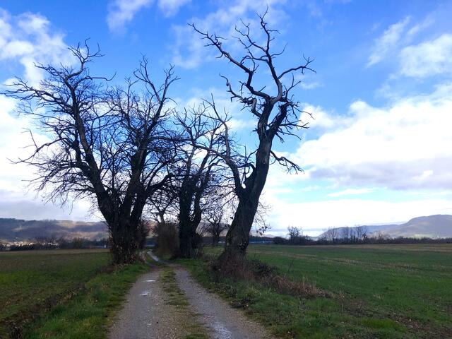 Rives - Champ du Loup