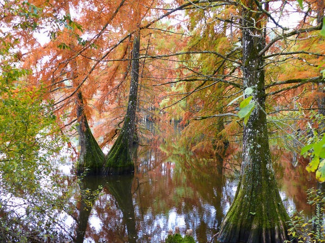 Etang de Boulieu