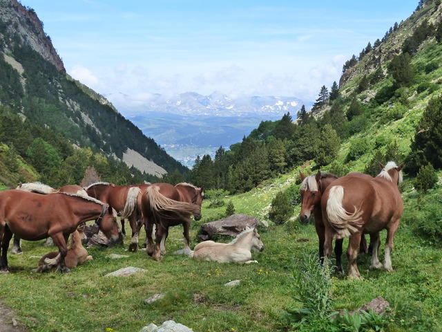 Les Pyrénées Orientales (Tour des Pérics et Carlit
