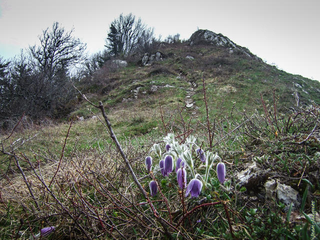 Printemps en Diois