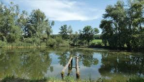 En  forêt de Vallin
