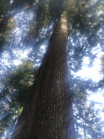 La forêt de Taillard