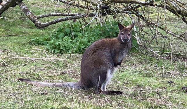 Randodouce à Pajay : chapelle et wallabies