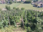 les combes de Royas
