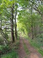 La forêt autour de l'étang des Essarts